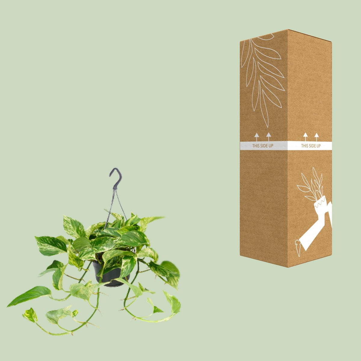 Epipremnum Marble Queen