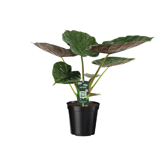 Alocasia Wentii – Tropische Majesteit met Metaalkleurig Blad
