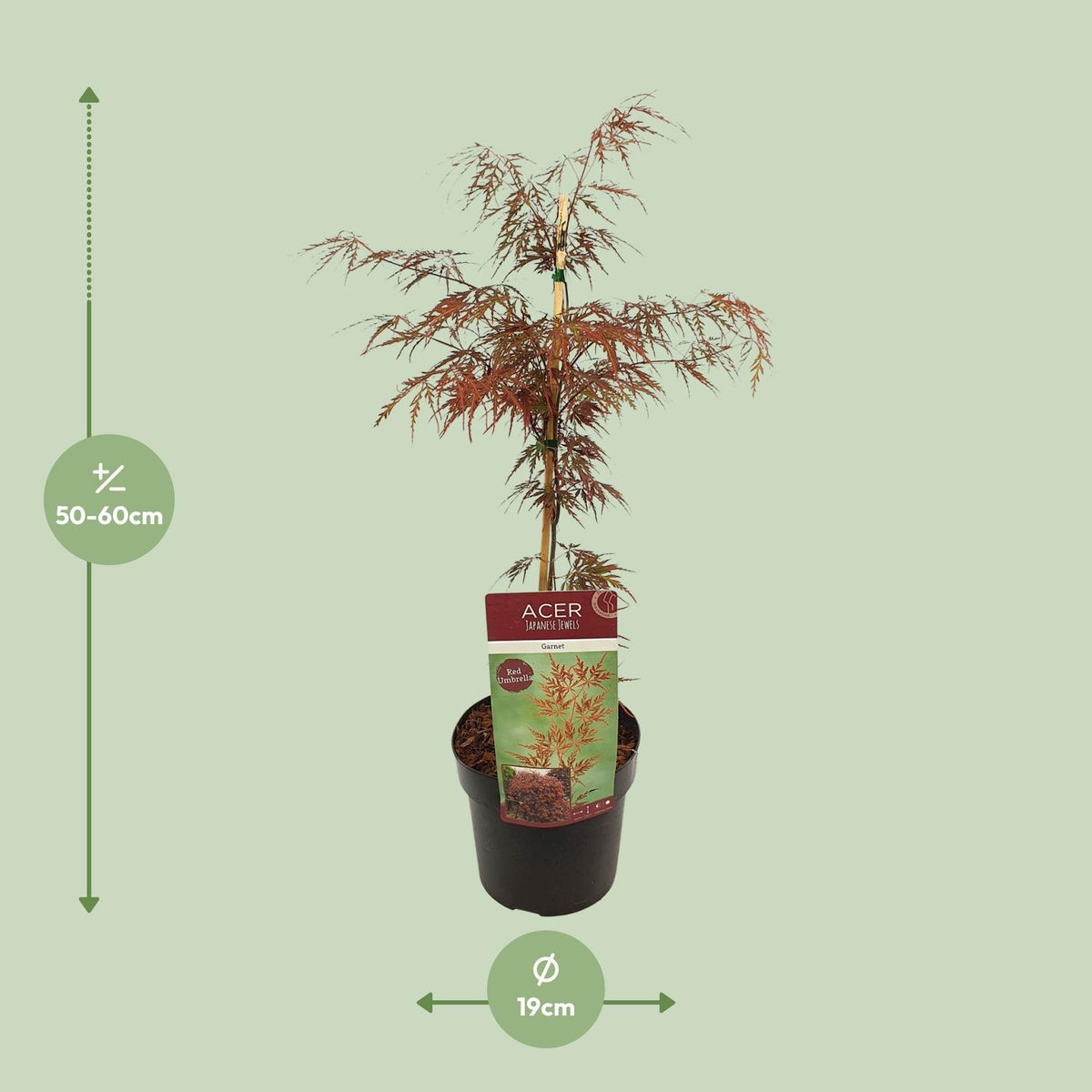 Acer palm. 'Garnet'