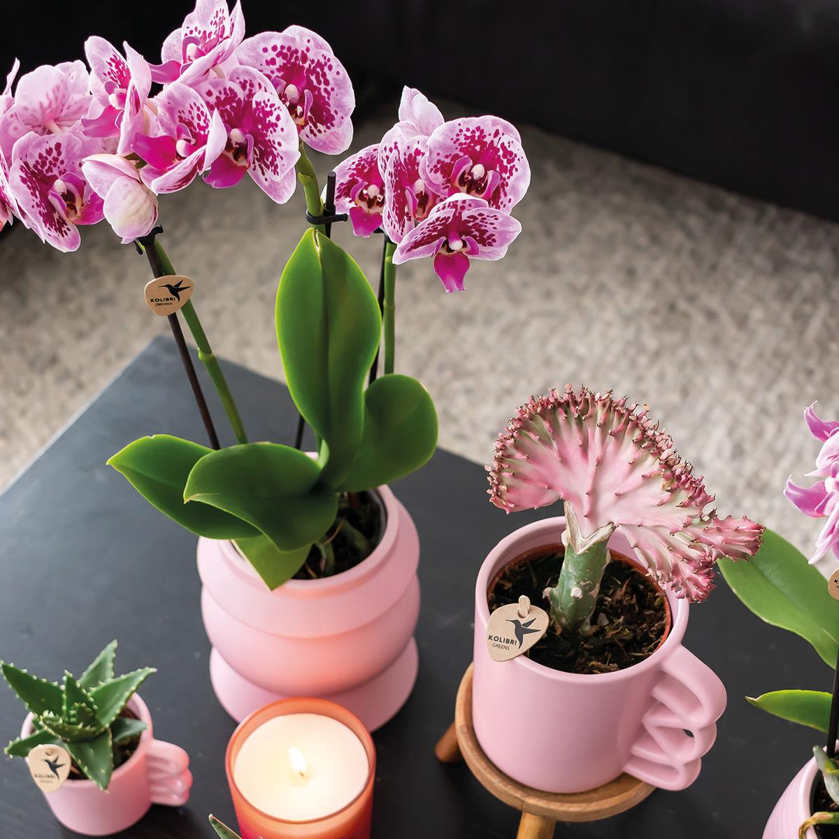 Combinatie van 2 Roze-Paarse Phalaenopsis Orchideeën – Kleurrijke Luxe met Romantische Uitstraling