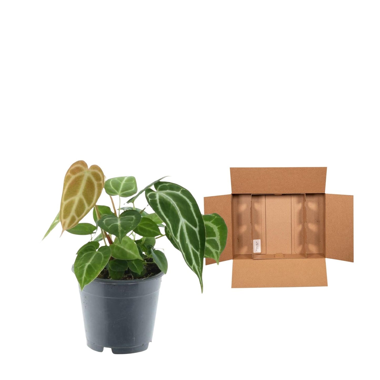 Anthurium crystallinum – Fluweelachtige Bladplant met Zilveren Nervatuur