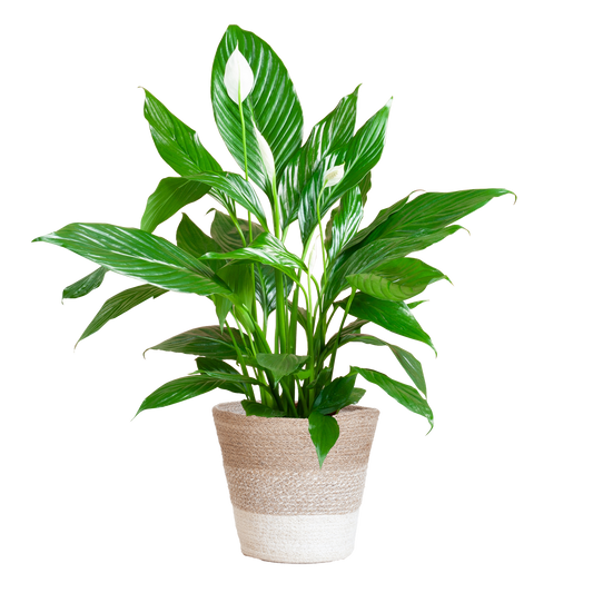 Spathiphyllum Sweet Lauretta in duurzame Lissabon plantenmand