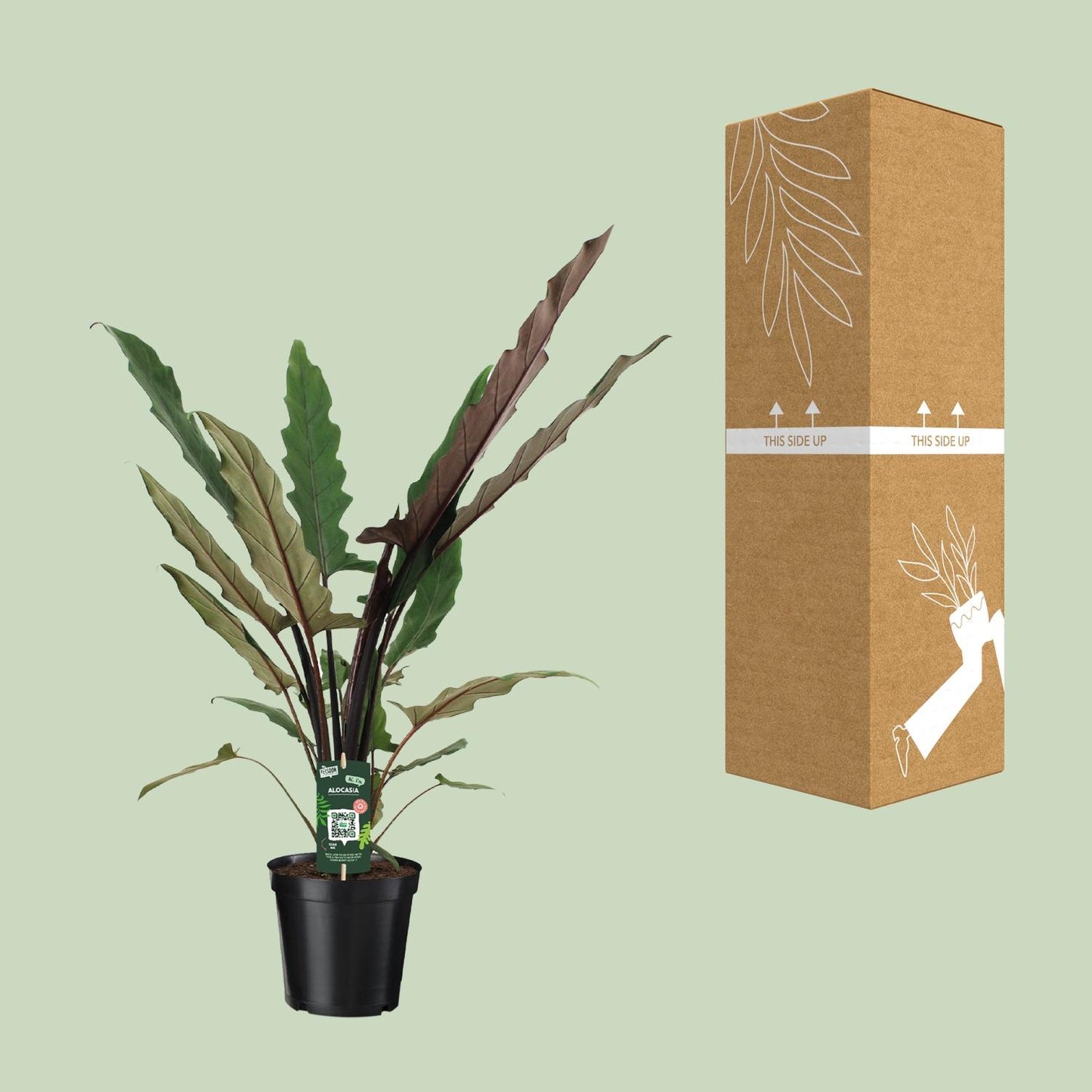 Alocasia lauterbachiana – Golvende Bladkunst met Paarsgroene Klasse