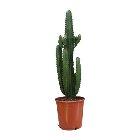 Euphorbia Trigona Rubra – Rode Afrikaanse Melkboom met Sculpturale Vorm