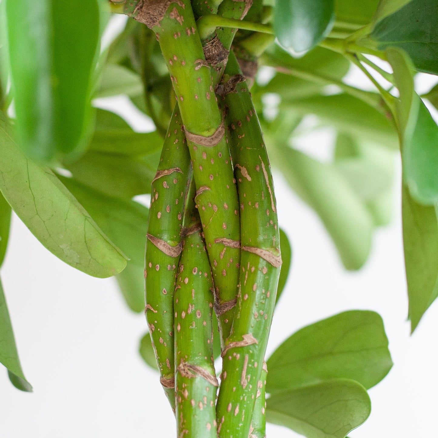 Schefflera Arboricola Nora met sierpot – De handvormige blikvanger