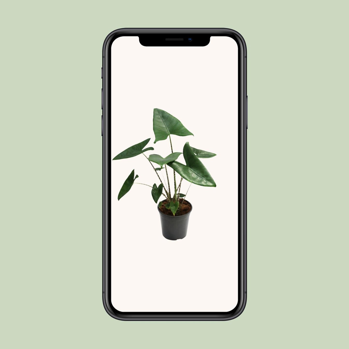Alocasia Zebrina – Exotische Eyecatcher met Zebra-Stelen
