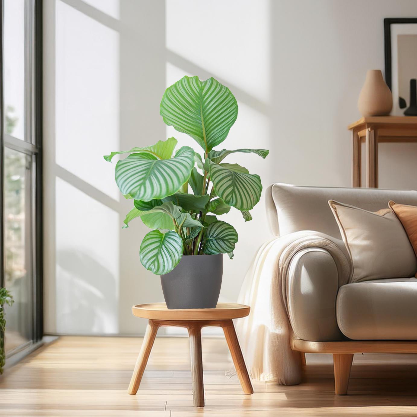 Calathea Orbifolia in sierpot – Een natuurlijke eyecatcher voor elk interieur