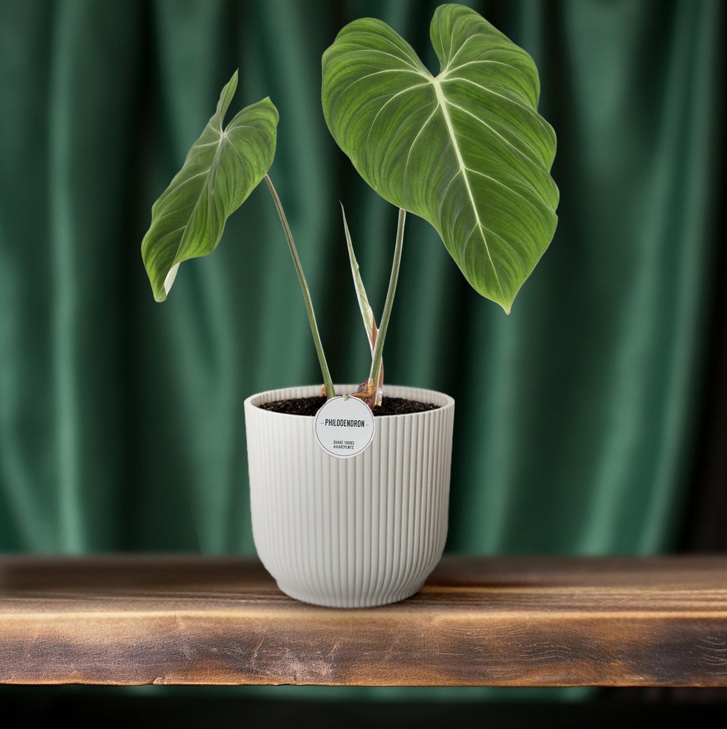 Philodendron Gloriosum – Fluweelzachte Bladplant met Witte Nervatuur