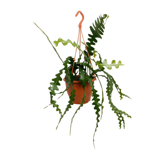 Epiphyllum Anguliger – Visgraatcactus met Uniek Zigzagblad