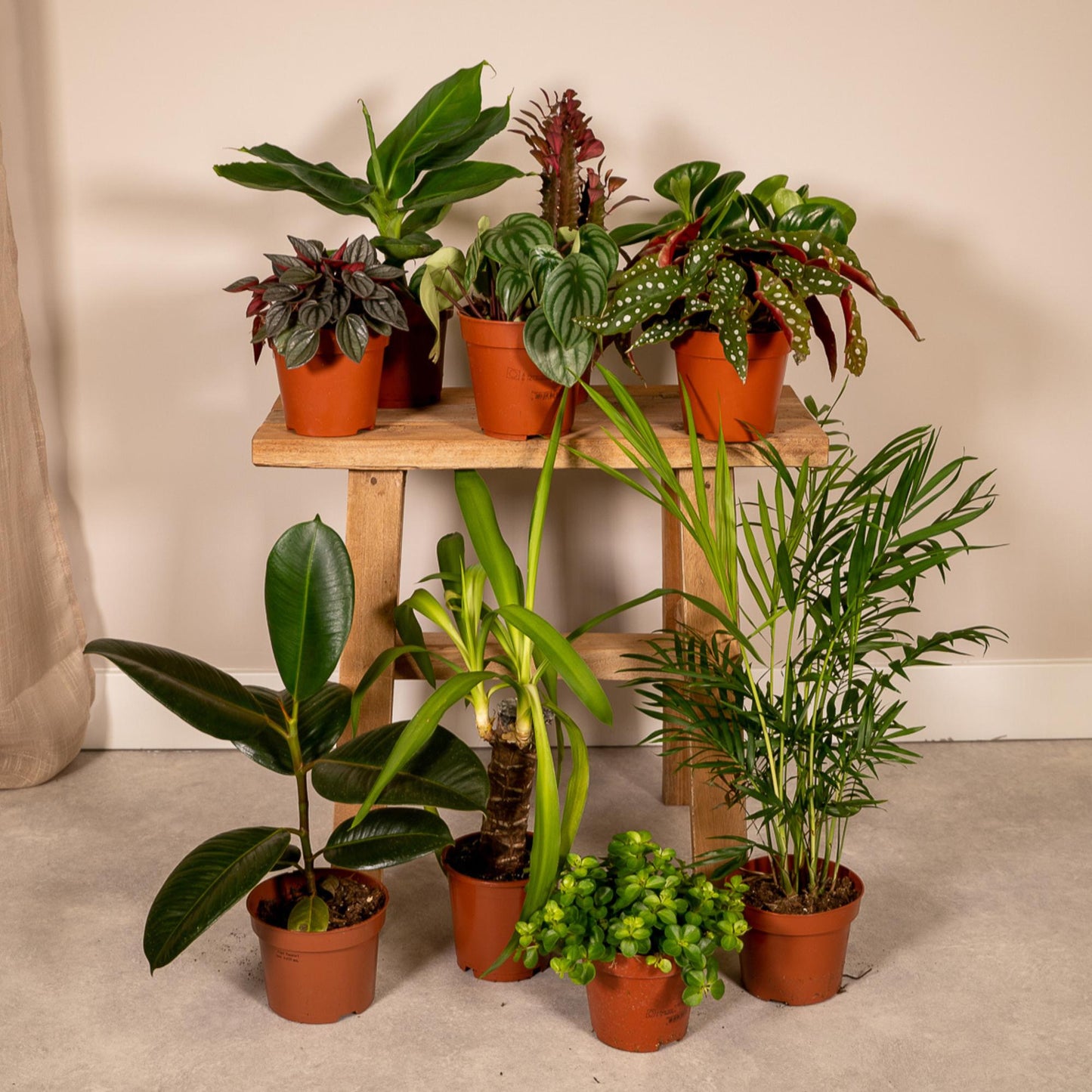 Buitenbeentjesbox – Bijzondere Planten met Karakter
