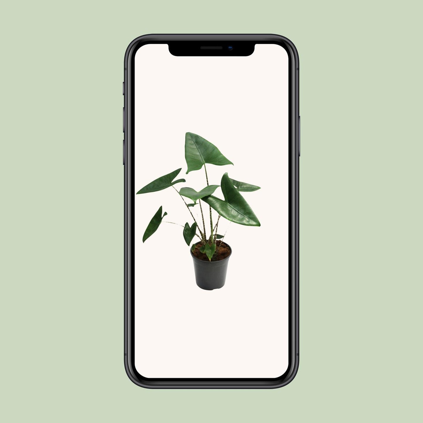 Alocasia Zebrina – Exotische Eyecatcher met Zebra-Stelen