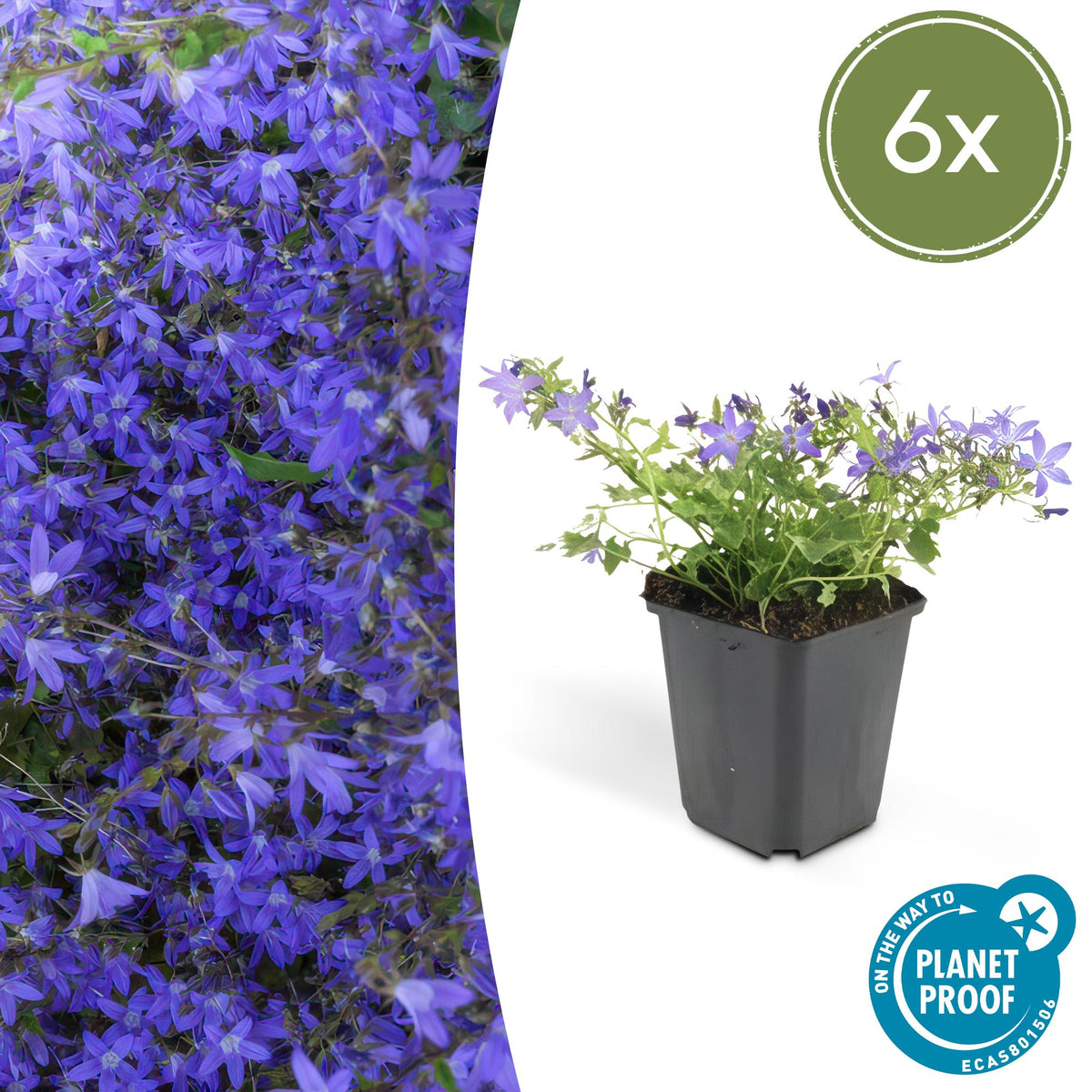 6x Campanula poscharskyana 'Stella' - ↕10-25cm - Ø9cm