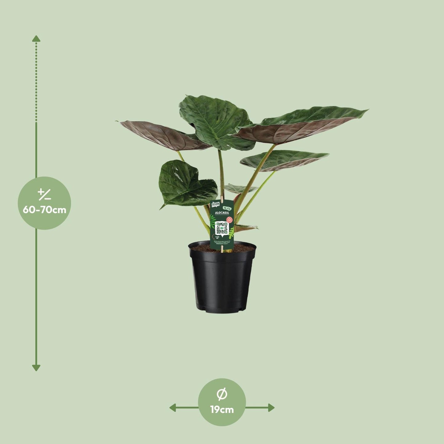 Alocasia Wentii – Tropische Majesteit met Metaalkleurig Blad