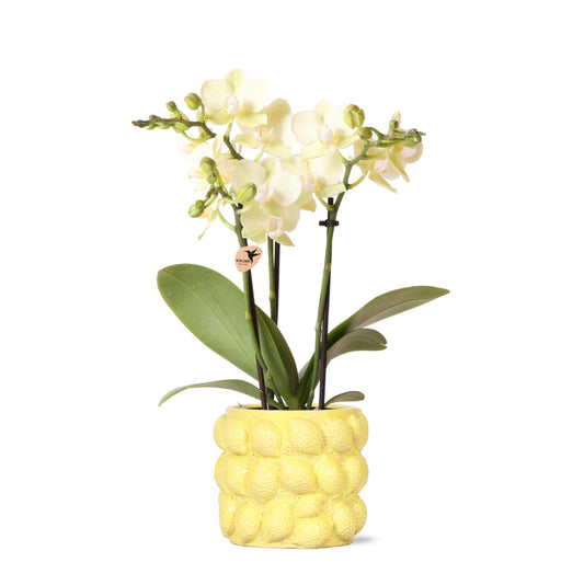 Gele Phalaenopsis Orchidee in Citrus Pot – Zomerse Eyecatcher met 2-3 Bloemtakken