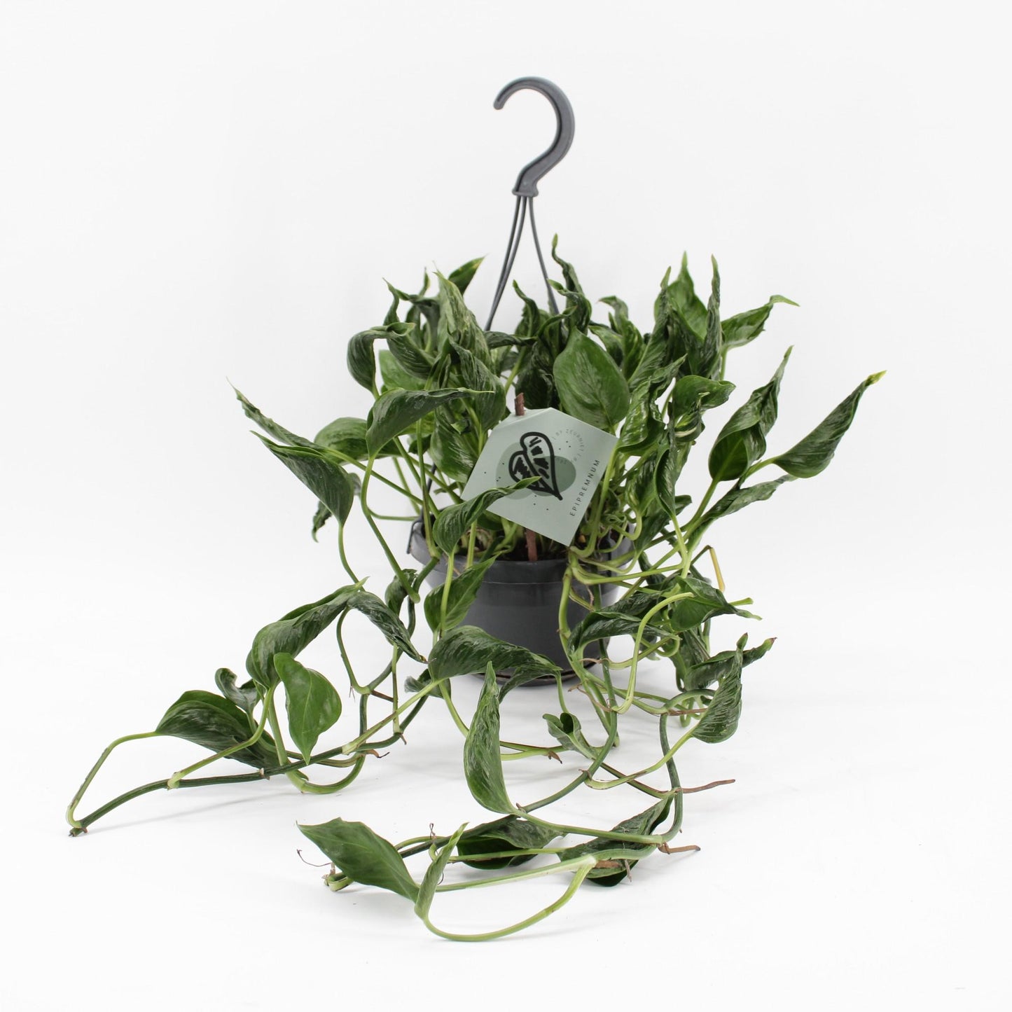 Epipremnum Pinnatum 'Aureum Shangri-La' – Zeldzame Kronkelplant met Goudgroen Blad