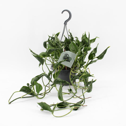 Epipremnum Pinnatum 'Aureum Shangri-La' – Zeldzame Kronkelplant met Goudgroen Blad