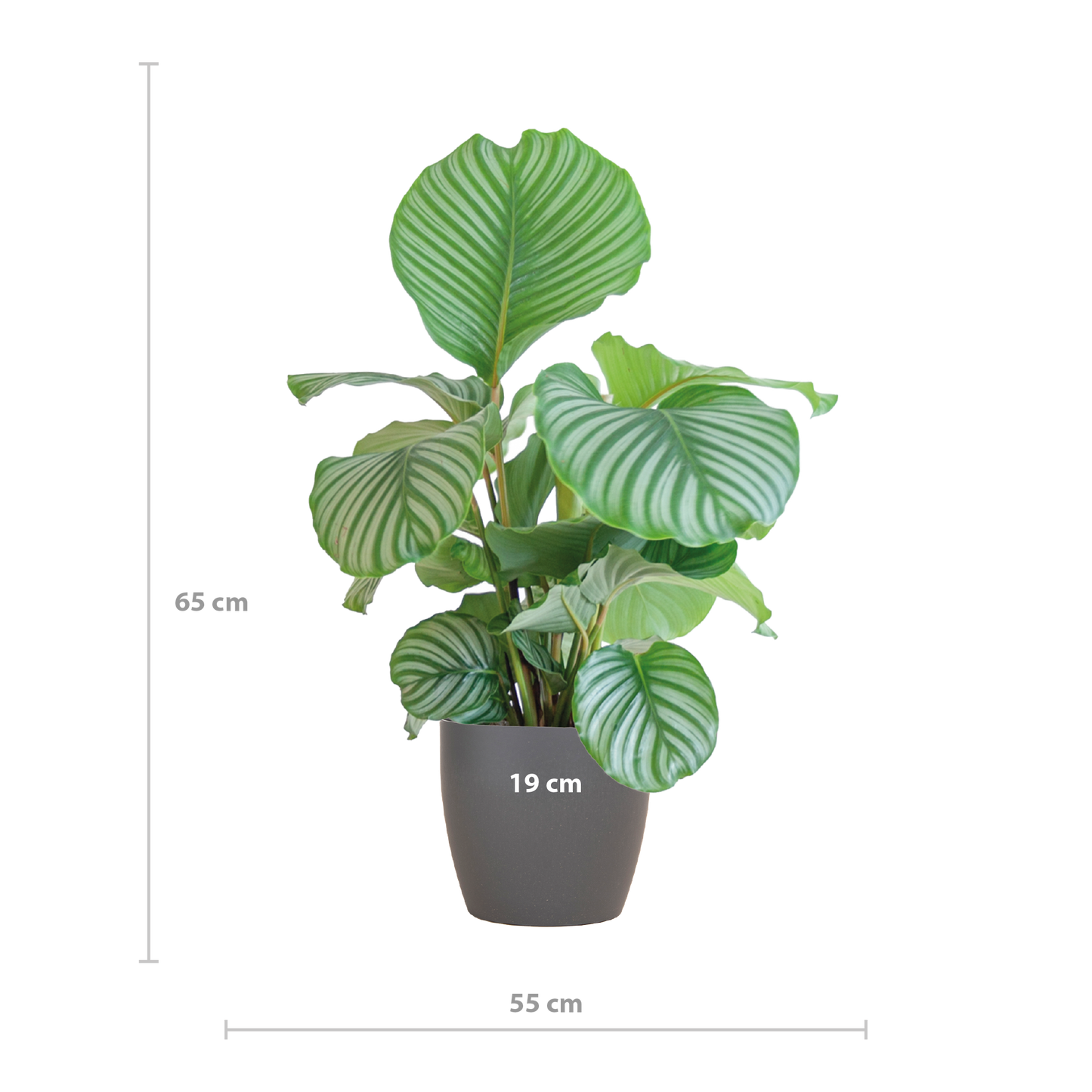 Calathea Orbifolia in sierpot – Een natuurlijke eyecatcher voor elk interieur