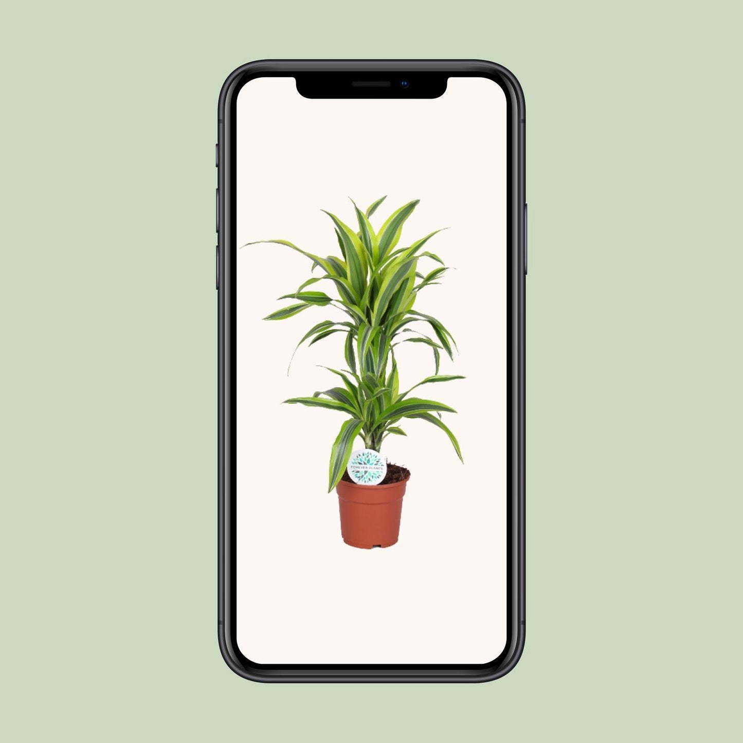 Dracaena Lemon Lime – Frisse Blikvanger met Geelgroene Strepen