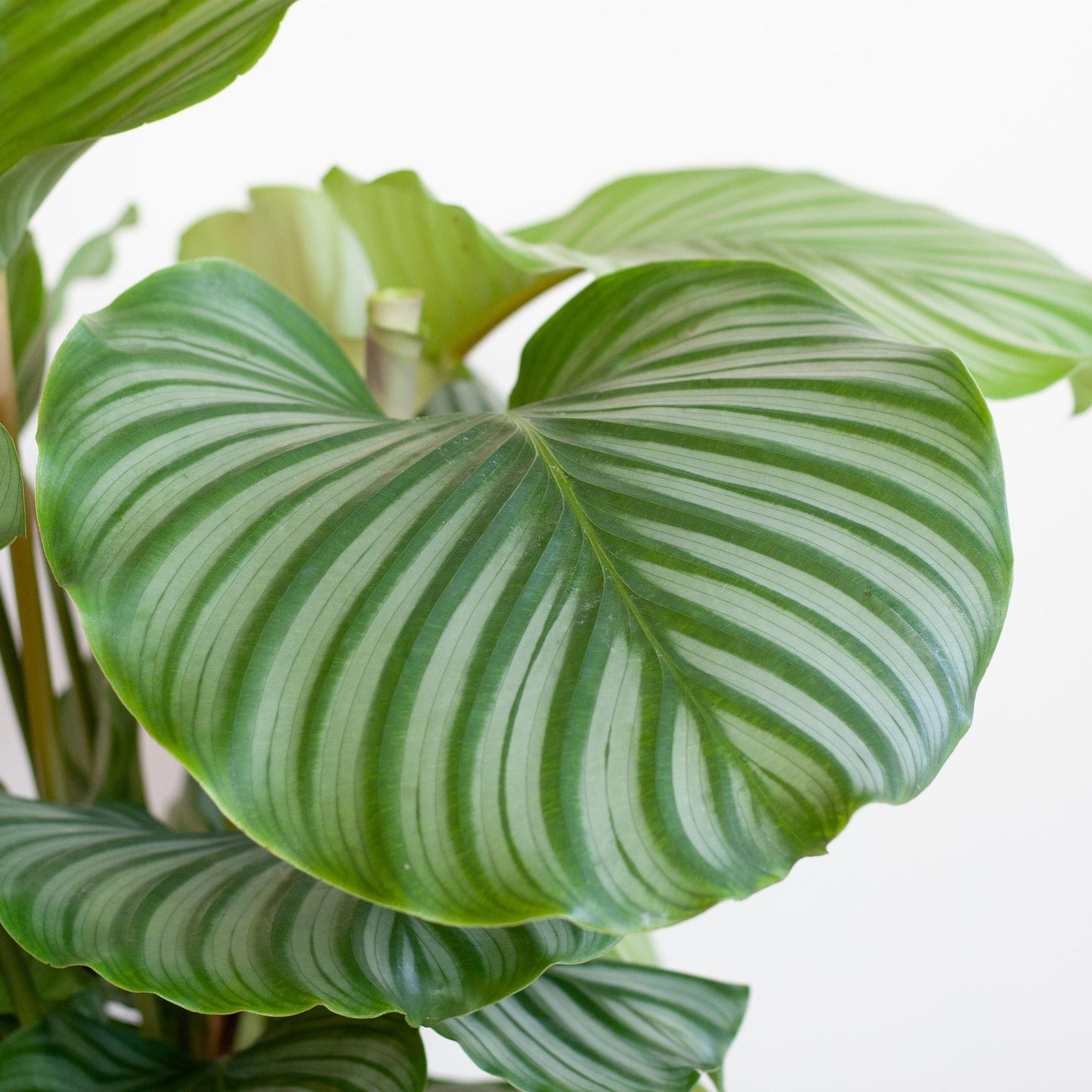 Calathea Orbifolia in sierpot – Een natuurlijke eyecatcher voor elk interieur