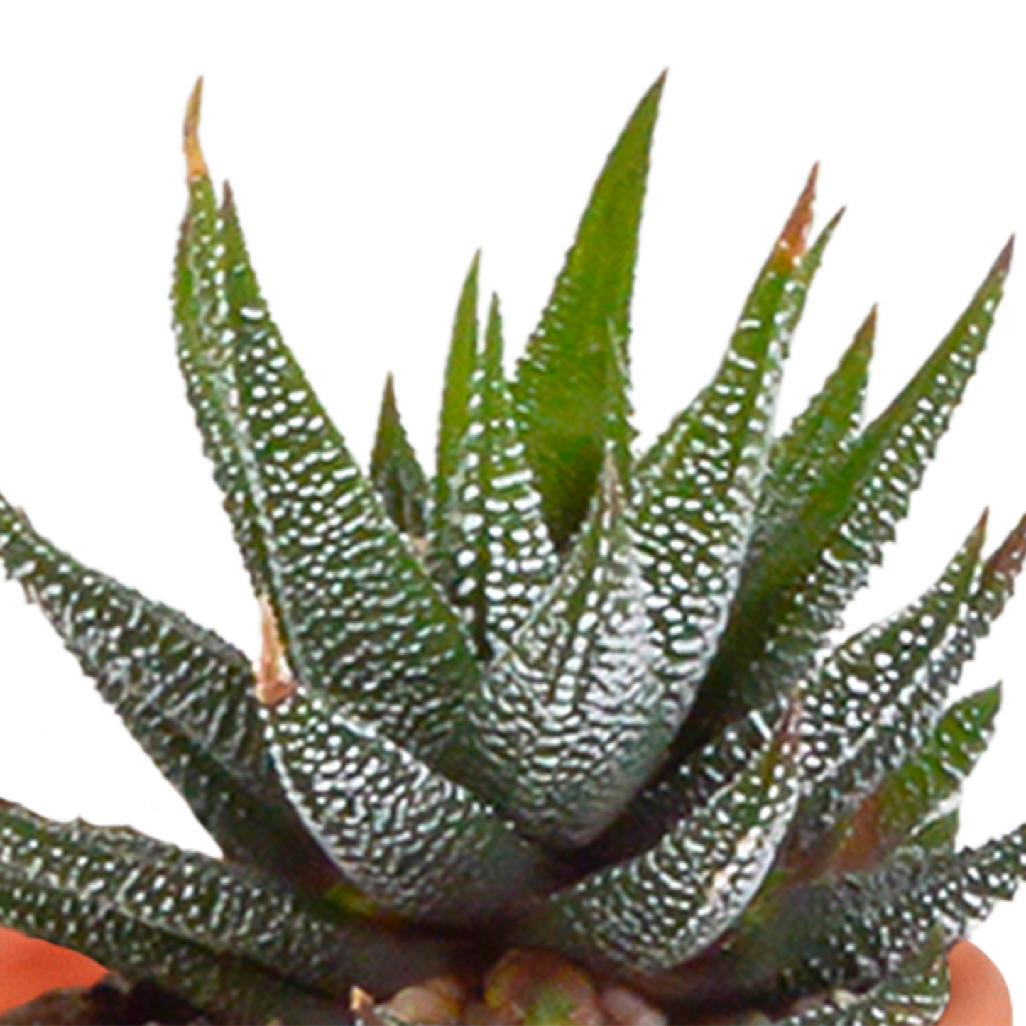 🌵 MEGA Cactus & Vetplanten Mix – 15 stuks in handgeschilderde Mexicaanse pot