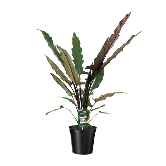 Alocasia lauterbachiana – Golvende Bladkunst met Paarsgroene Klasse