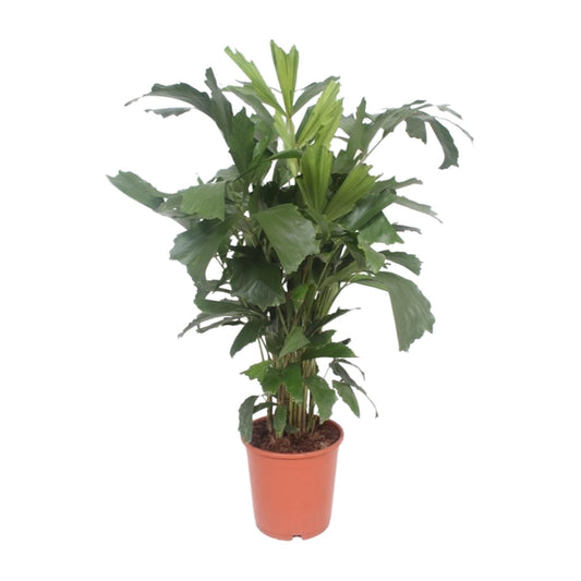 Caryota Mitis – Vissenstaartpalm met Exotische Uitstraling