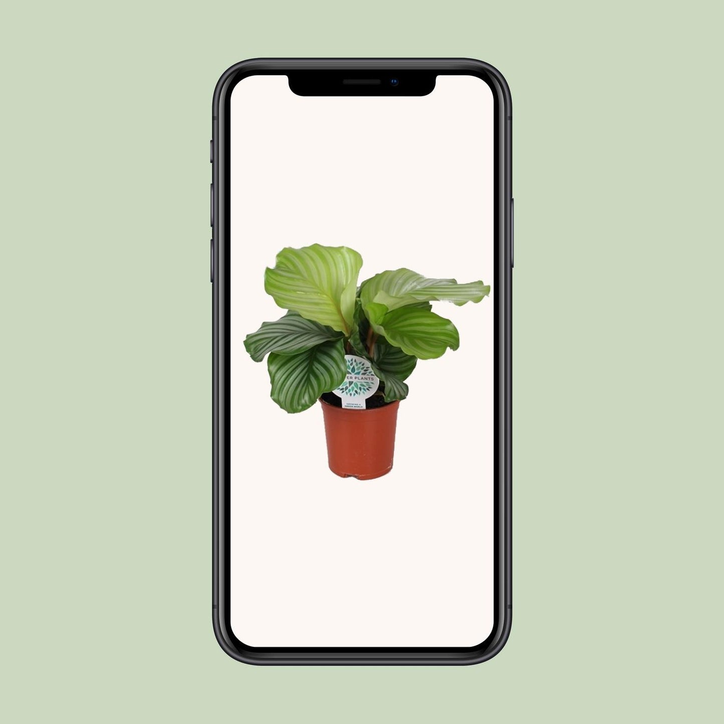 Calathea Orbifolia – Grootbladige Blikvanger met Zilvergroene Strepen