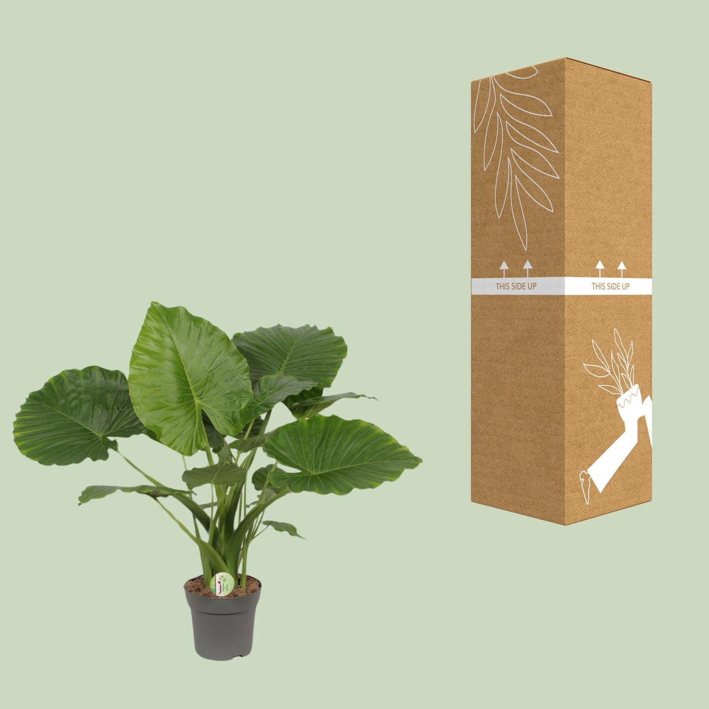Alocasia gageana ‘California’ – Tropische Reus met XXL Bladeren