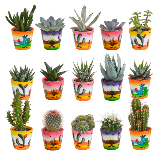 🌵 MEGA Cactus & Vetplanten Mix – 15 stuks in handgeschilderde Mexicaanse pot