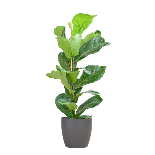 Ficus Lyrata in sierpot– De viool onder de kamerplanten