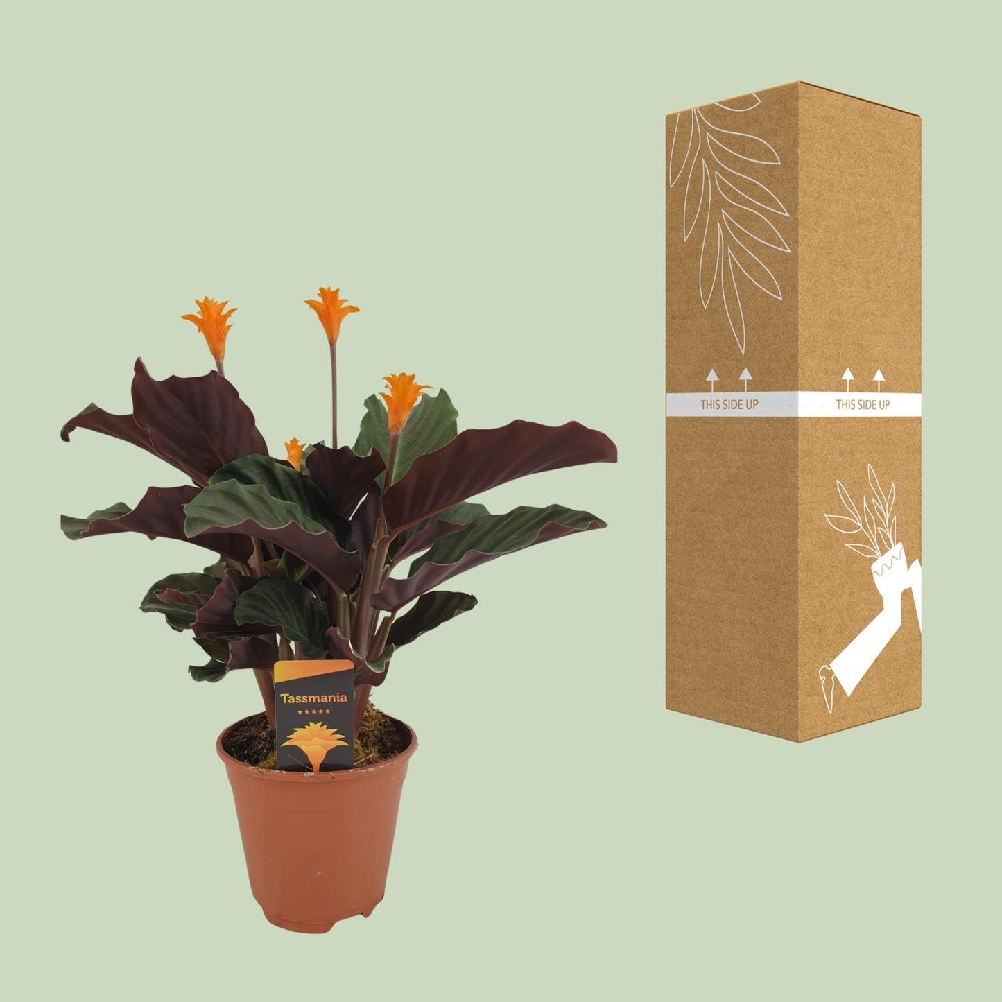 Calathea crocata – Donkerbladige Schoonheid met Gouden Vlammen