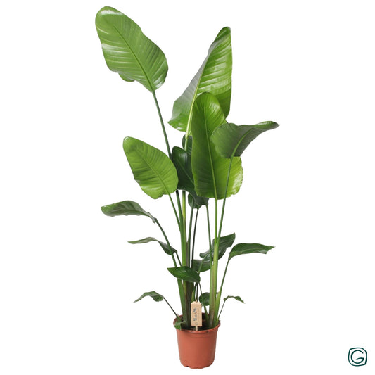 Strelitzia Nicolai 130 cm – Tropische Blikvanger met Grote Bladeren
