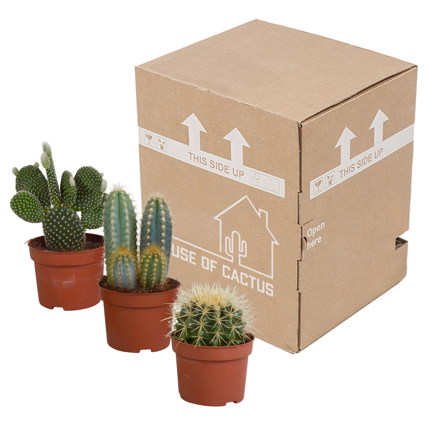 Cactusmix – Set van 3 stekelige karakters