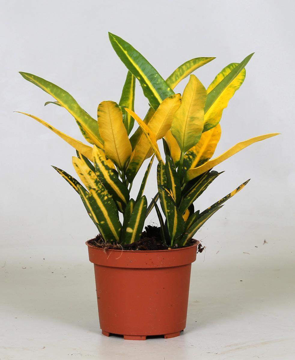 Croton 'Sunny Star' – Vrolijke Kleurexplosie met Geelgroen Blad