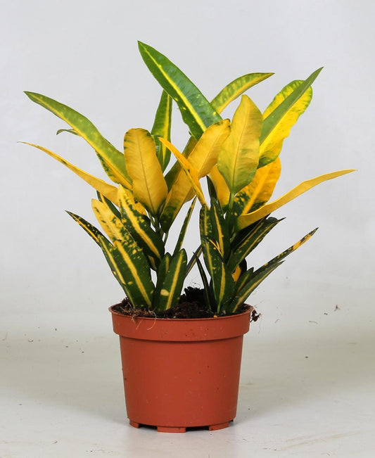 Croton 'Sunny Star' – Vrolijke Kleurexplosie met Geelgroen Blad