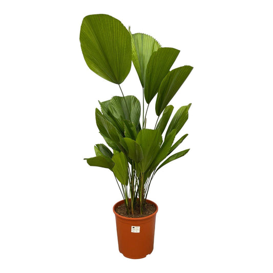 Licuala Grandis – Waaierpalm 140 cm | Tropische Eyecatcher voor Binnen