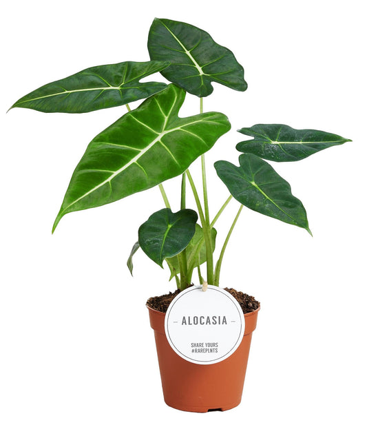 Alocasia 'Frydek' – Fluweelachtige Olifantsoor | Luxe Bladplant met Diepgroene Bladeren