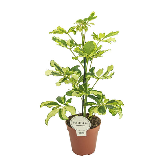 Schefflera Charlotte – Elegante Kamerplant met Bont Blad