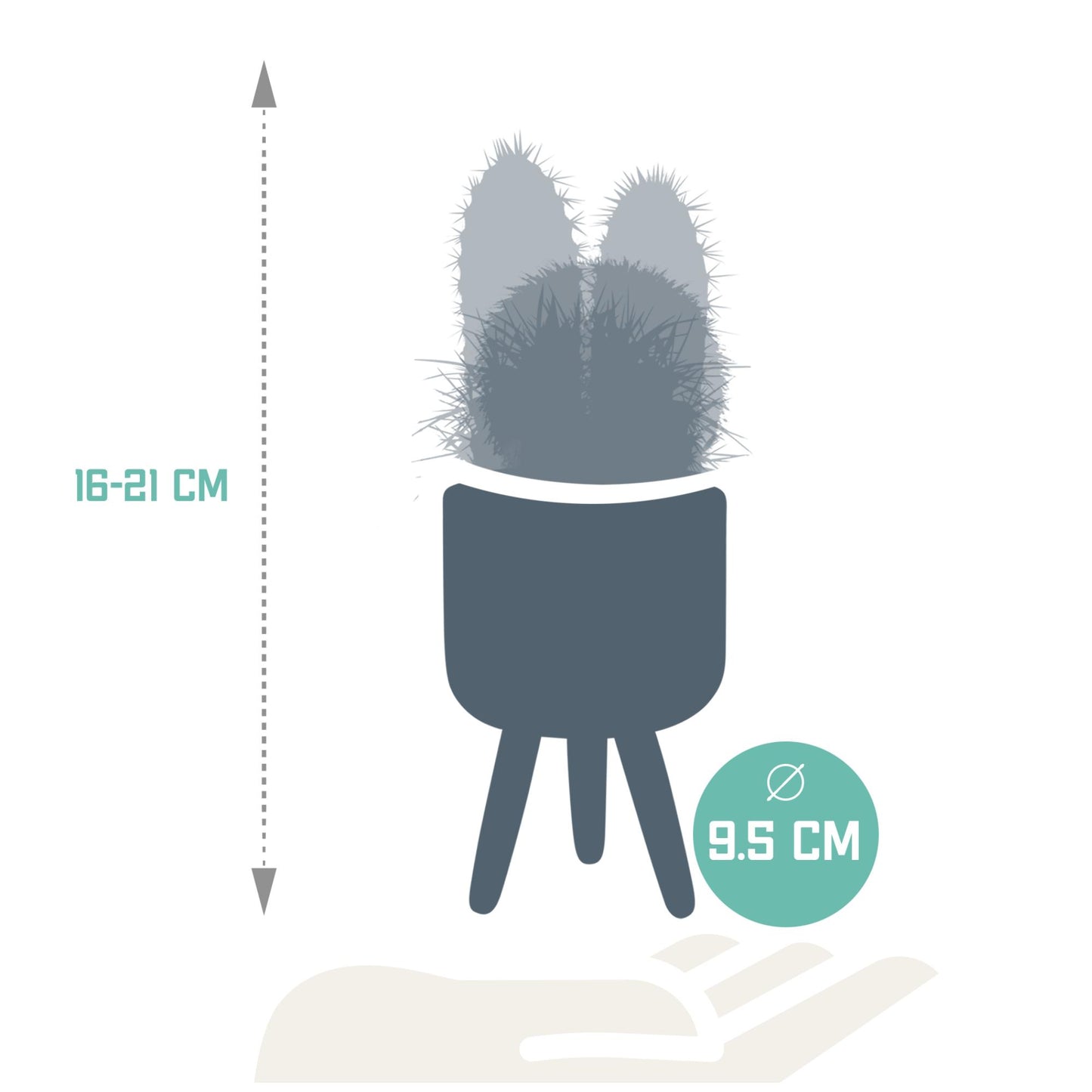 Cactussen Mix (3 stuks) – In Handgeschilderde Mexicaanse Pot