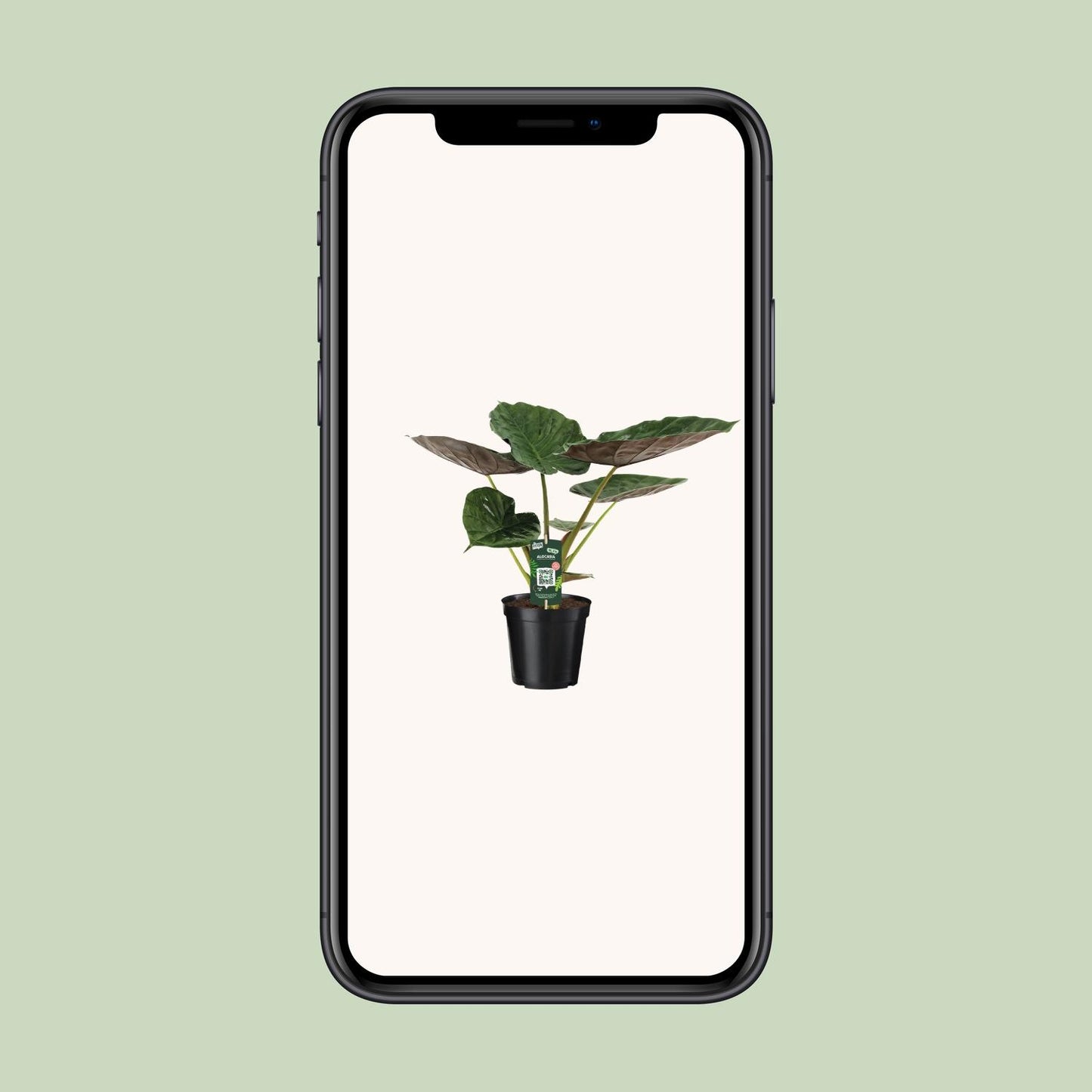 Alocasia Wentii – Tropische Majesteit met Metaalkleurig Blad