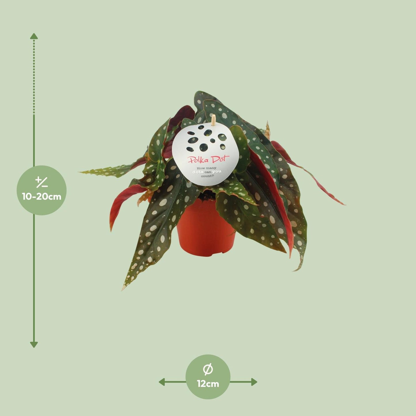 Begonia Maculata – De Polkadot-plant met Iconische Bladtekening