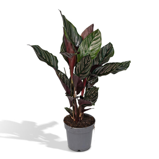 Calathea Ornata – Elegante Strepenplant met Roze Nerven