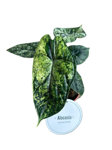 Alocasia Dragon Scale Variegata
