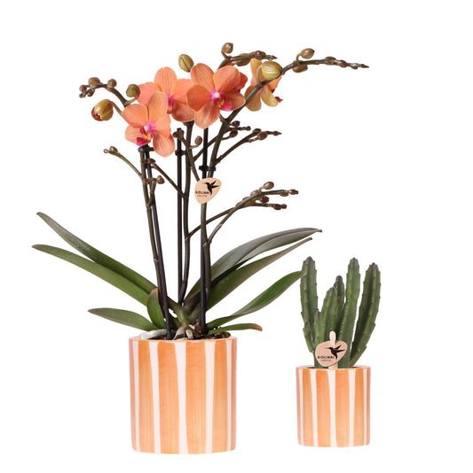 Plantenset Oranje Phalaenopsis Orchidee ‘Bolzano’ & Succulent – Met Keramieken Sierpotten