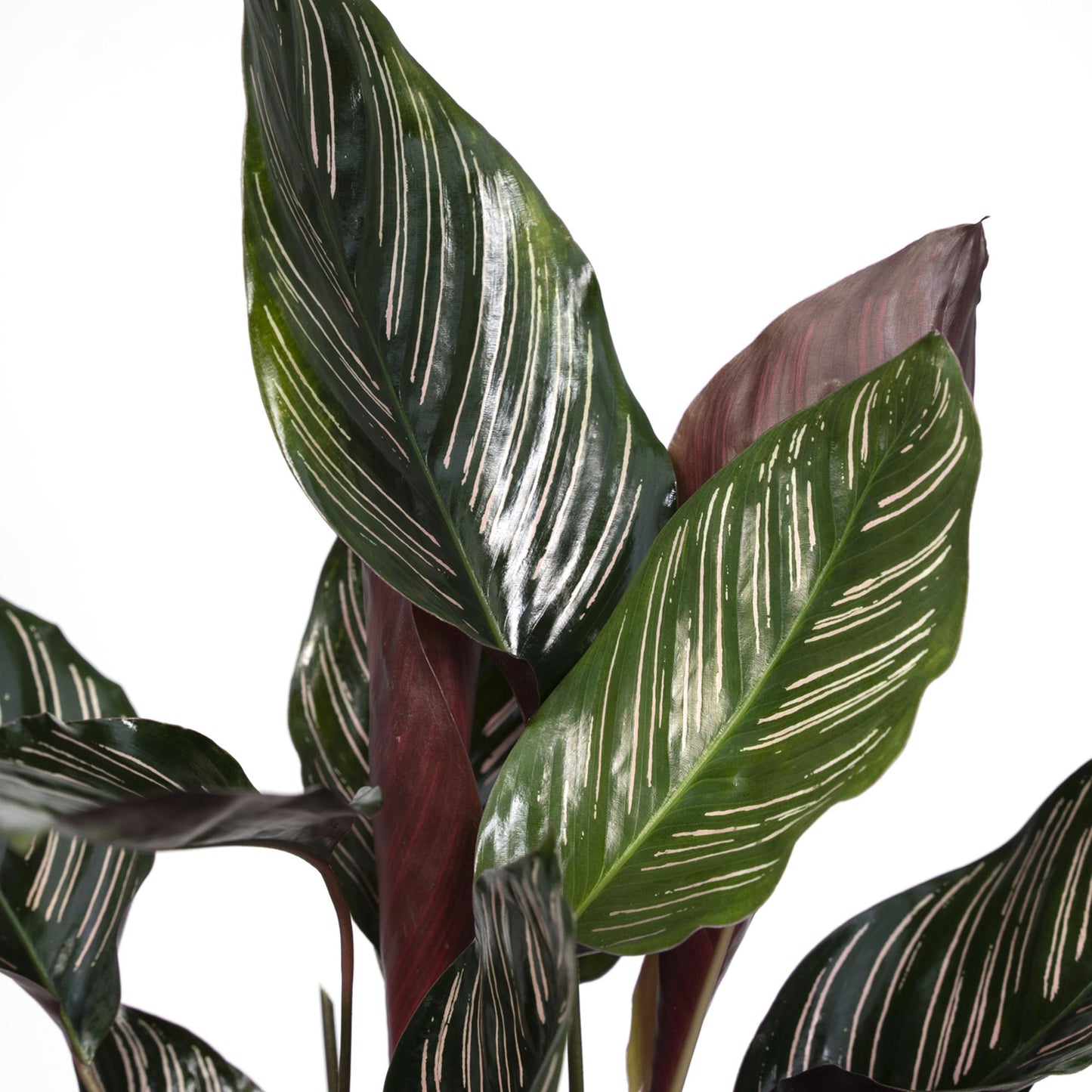 Calathea Ornata – Elegante Strepenplant met Roze Nerven