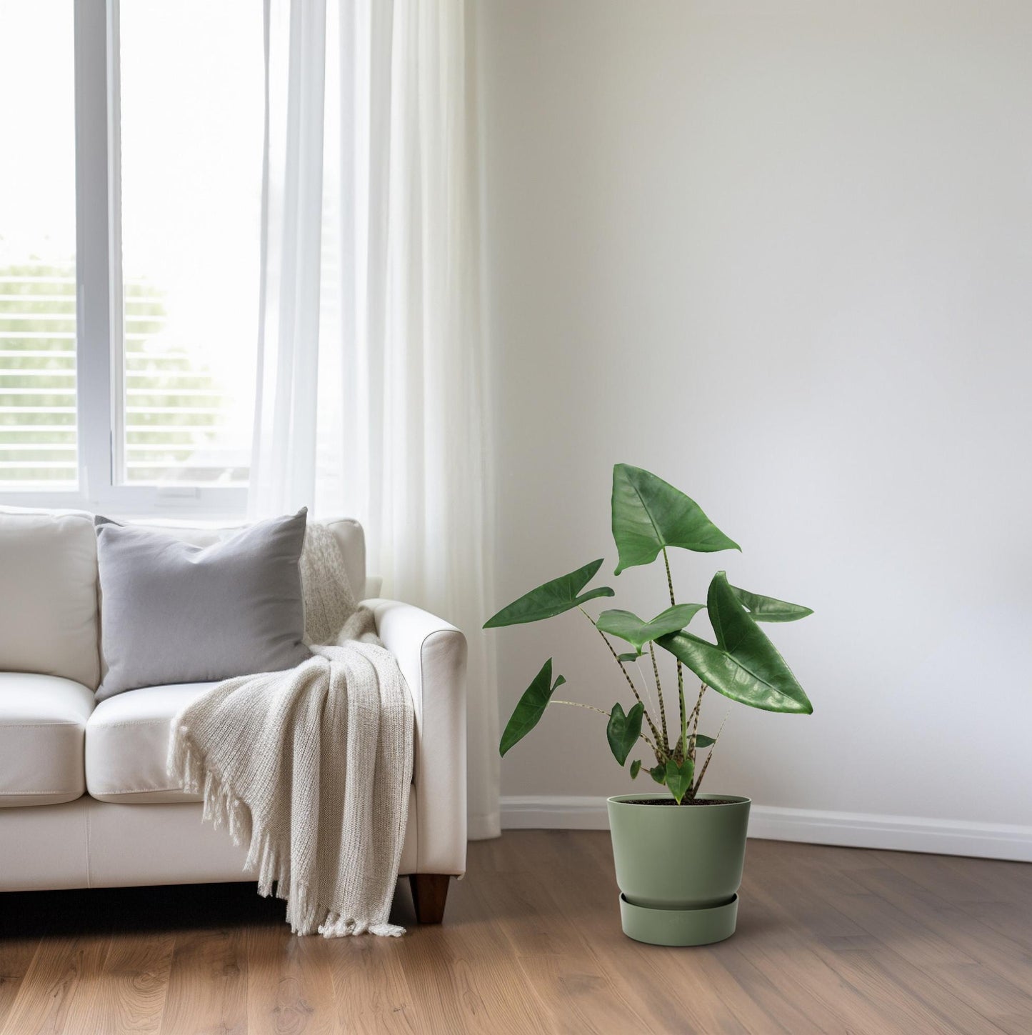 Alocasia Zebrina – Exotische Eyecatcher met Zebra-Stelen