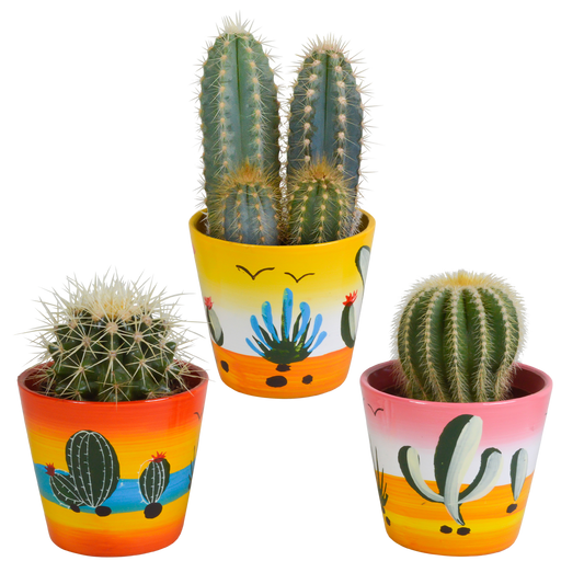 Cactussen Mix (3 stuks) – In Handgeschilderde Mexicaanse Pot