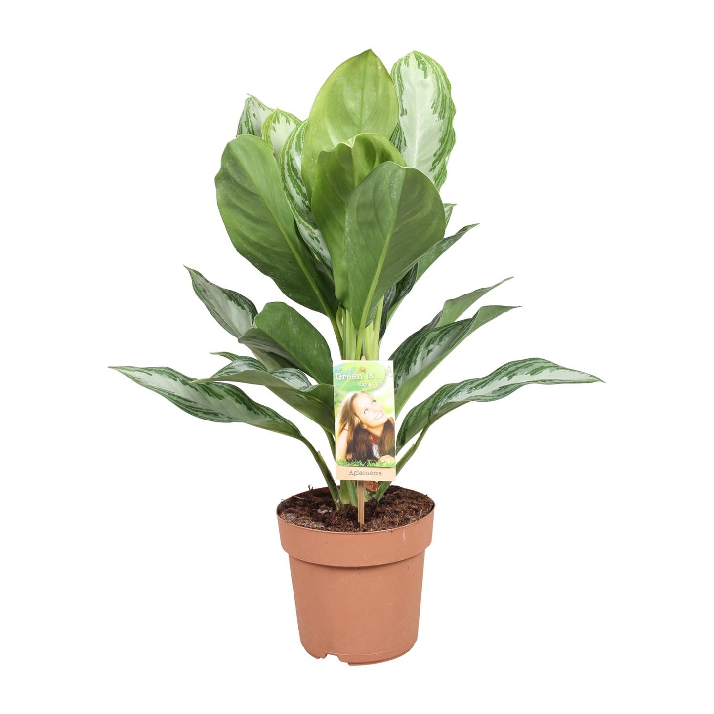 Aglaonema Silver Bay – Stijlvolle Kamerplant met Zilveren Bladaccenten