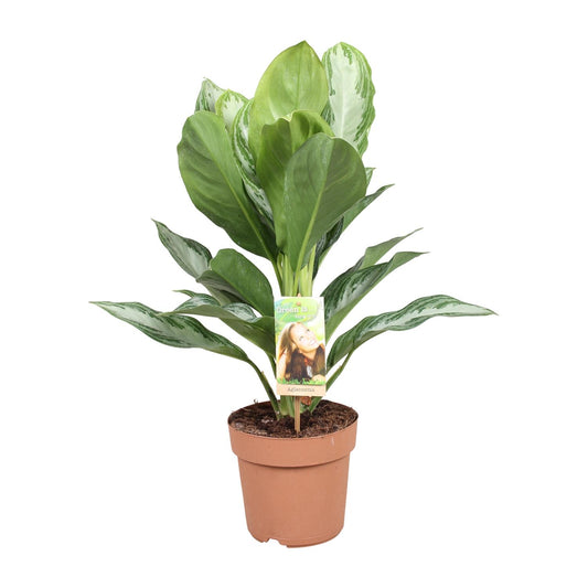 Aglaonema Silver Bay – Stijlvolle Kamerplant met Zilveren Bladaccenten