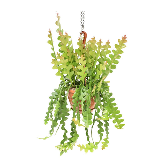 Epiphyllum Anguliger – Visgraatcactus met Uniek Golvend Blad